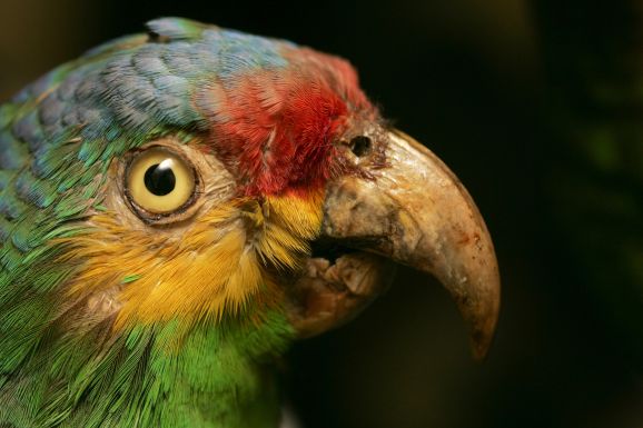 Le musée d’histoire naturelle et d’ethnographie