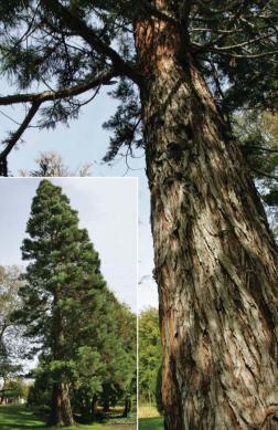 Colmar - sequoia.jpg