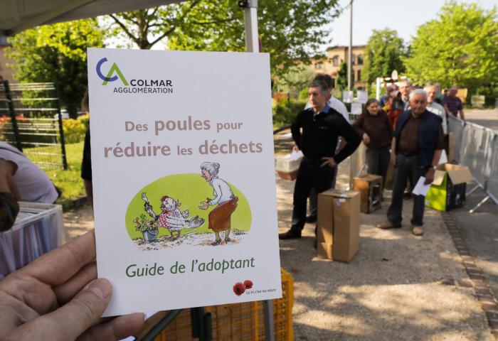 poules